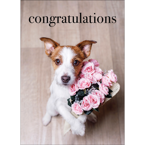 M144 - Congratulations - Dog Greeting Card